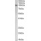 Transcription Intermediary Factor 1-Beta (TRIM28) Antibody