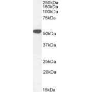 abx432884 (0.3 µg/ml) staining of Human Testes lysate (35 µg protein in RIPA buffer). Primary incubation was 1 hour. Detected by chemiluminescence.