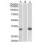 Kv Channel Interacting Protein 3, Calsenilin (KCNIP3) Antibody