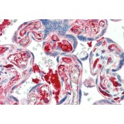 abx432891 (5 µg/ml staining of paraffin embedded Human Placenta. Steamed antigen retrieval with citrate buffer pH 6, AP-staining.