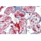 Dyslexia-Associated Protein KIAA0319 (KIAA0319) Antibody