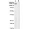 Chromosome-Associated Kinesin KIF4A (KIF4A) Antibody