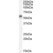 abx432897 (0.5 µg/ml) staining of Human Kidney lysate (35 µg protein in RIPA buffer). Primary incubation was 1 hour. Detected by chemiluminescence.