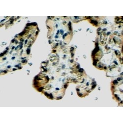 Klotho (KL) Antibody