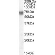 abx432906 (0.01 µg/ml) staining of Human Lung lysate (35 µg protein in RIPA buffer). Primary incubation was 1 hour. Detected by chemiluminescence.