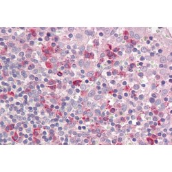 Leukocyte Associated Immunoglobulin Like Receptor 1 (LAIR1) Antibody