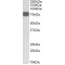 Like Glycosyltransferase (LARGE) Antibody