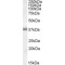 Large Neutral Amino Acid Transporter 1 / LAT1 (SLC7A5) Antibody