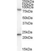 abx432924 (0.3 µg/ml) staining of Human Liver lysate (35 µg protein in RIPA buffer). Primary incubation was 1 hour. Detected by chemiluminescence.