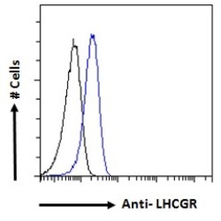 Luteinizing Hormone/Choriogonadotropin Receptor (LHCGR) Antibody