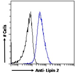 Lipin 2 (LPIN2) Antibody