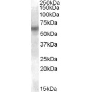 abx432941 (0.1 µg/ml) staining of U937 lysate (35 µg protein in RIPA buffer). Primary incubation was 1 hour. Detected by chemiluminescence.