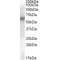 V-Yes-1 Yamaguchi Sarcoma Viral Related Oncogene Homolog (LYN) Antibody