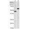 Lymphatic Vessel Endothelial Hyaluronic Acid Receptor 1 (LYVE1) Antibody