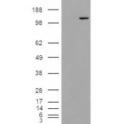 HEK293 overexpressing Man2A1 and probed with abx432946 (mock transfection in first lane).