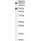 Maternal Embryonic Leucine Zipper Kinase (MELK) Antibody