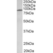 abx432968 (1 µg/ml) staining of Human Heart lysate (35 µg protein in RIPA buffer). Primary incubation was 1 hour. Detected by chemiluminescence.