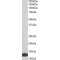 Macrophage Migration Inhibitory Factor (MIF) Antibody