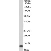 Biotinylated abx432969 (0.2 µg/ml) staining of Daudi lysate (35 µg protein in RIPA buffer), exactly mirroring its parental non-biotinylated product. Primary incubation was 1 hour. Detected by chemiluminescence, using streptavidin-HRP and using NAP blocker as a substitute for skimmed milk.