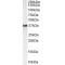 N-Methylpurine DNA Glycosylase (MPG) Antibody