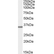 abx432984 staining (1 µg/ml) of HepG2 cell lysate (RIPA buffer, 35 µg total protein per lane). Primary incubated for 1 hour. Detected by western blot using chemiluminescence.