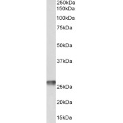 Western blot analysis of Human Heart lysate (35 µg protein in RIPA buffer) using MT-ATP6 antibody (0.1 µg/ml).