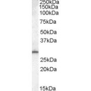 abx432988 (0.1 µg/ml) staining of Human Testis lysate (35 µg protein in RIPA buffer). Primary incubation was 1 hour. Detected by chemiluminescence.