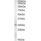 Methenyltetrahydrofolate Synthetase (MTHFS) Antibody