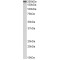 Myosin-9 (MYH9) Antibody