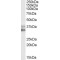 Homeobox Protein NANOG (NANOG) Antibody