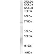 abx433011 (0.3 µg/ml) staining of Human Testis lysate (35 µg protein in RIPA buffer). Detected by chemiluminescence.