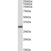 abx433013 (1 µg/ml) staining of Human Erythrocytes lysate (35 µg protein in RIPA buffer). Primary incubation was 1 hour. Detected by chemiluminescence.