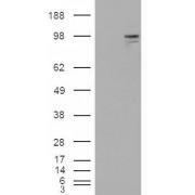 HEK293 overexpressing Neuregulin3 and probed with abx433027 (mock transfection in first lane).