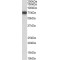 Nerve Growth Factor Receptor (NGFR) Antibody