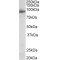 Neuroligin-4, X-Linked (NLGN4X) Antibody