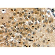 abx433050 (4 µg/ml) staining of paraffin embedded Human Hippocampus. Steamed antigen retrieval with citrate buffer pH 6, HRP-staining.