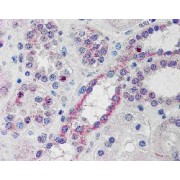 abx433054 (10 µg/ml staining of paraffin embedded Human Kidney. Steamed antigen retrieval with citrate buffer pH 6, AP-staining.