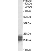 abx433056 (0.5 µg/ml) staining of Human Testis lysate (35 µg protein in RIPA buffer). Primary incubation was 1 hour. Detected by chemiluminescence.