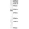 Neuropeptide FF Receptor 1 (NPFFR1) Antibody