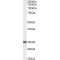 Ornithine Decarboxylase Antizyme 1 (OAZ1) Antibody