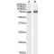 Opioid Growth Factor Receptor (OGFR) Antibody