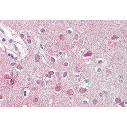 Origin Recognition Complex Subunit 3 (ORC3L) Antibody