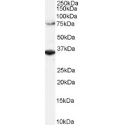 abx433074 (2 µg/ml) staining of Hela lysate (RIPA buffer, 1.4E5 cells per lane). Detected by chemiluminescence.