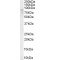 Oxysterol Binding Protein 1 (OSBP) Antibody