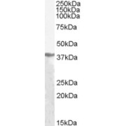 abx433090 (1 µg/ml) staining of Human Liver lysate (35 µg protein in RIPA buffer). Primary incubation was 1 hour. Detected by chemiluminescence.