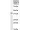 Alcohol Dehydrogenase (pan-ADH) Antibody