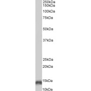 Biotinylated abx433095 (2 µg/ml) staining of Human Cerebellum lysate (35 µg protein in RIPA buffer), exactly mirroring its parental non-biotinylated product. Primary incubation was 1 hour. Detected by chemiluminescence, using streptavidin-HRP and using NAP blocker as a substitute for skimmed milk.