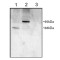 Phosphodiesterase 4D, cAMP Specific (PDE4D) Antibody