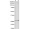 peroxiredoxin 6 (PRDX6) Antibody