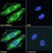 Progesterone Receptor Membrane Component 2 (PGRMC2) Antibody